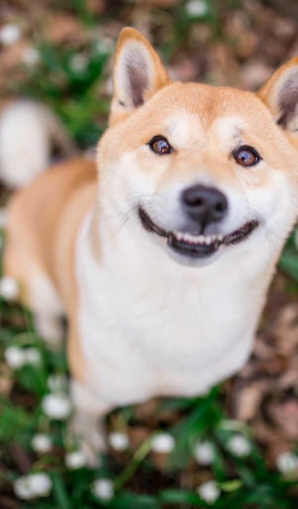 Улыбающаяся собака породы акита ину 