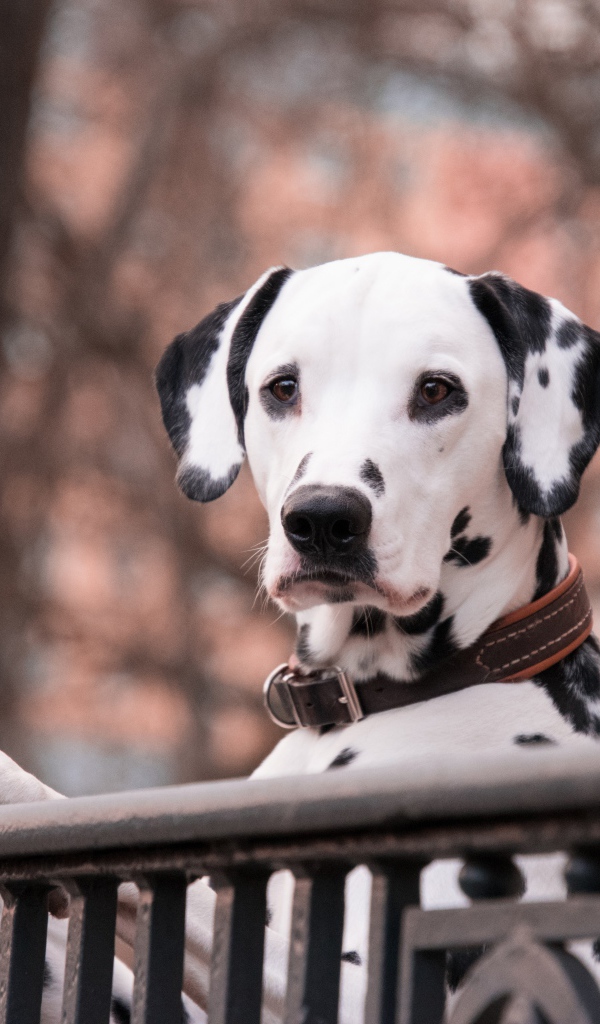 Пятнистый далматинец у перил 