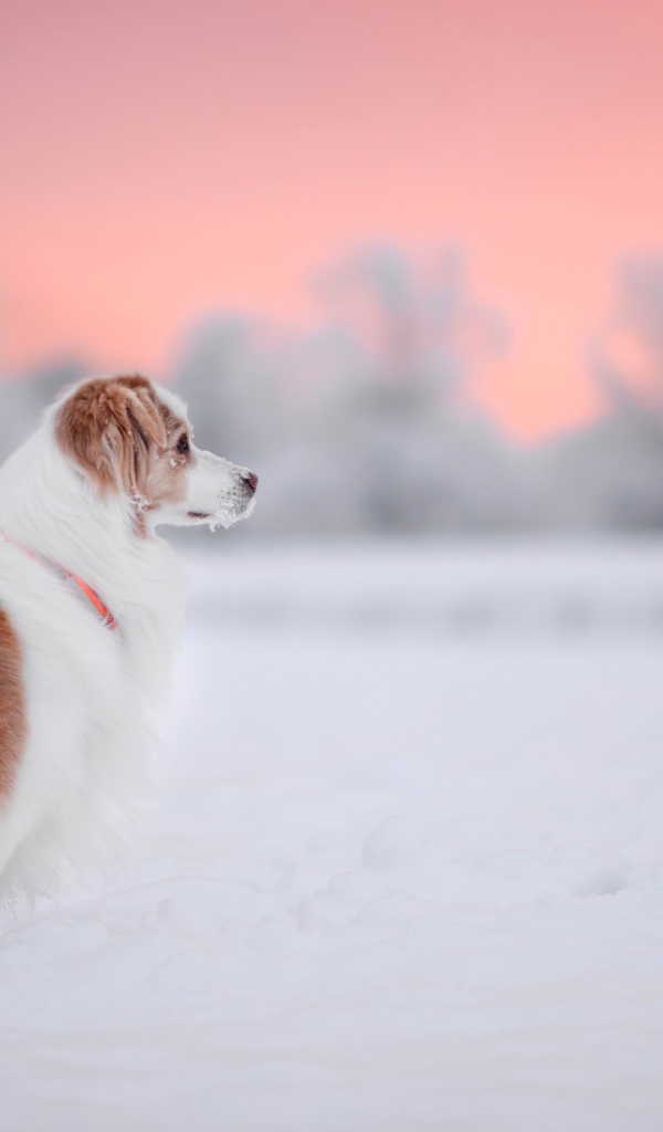 Породистый пес стоит на снегу 