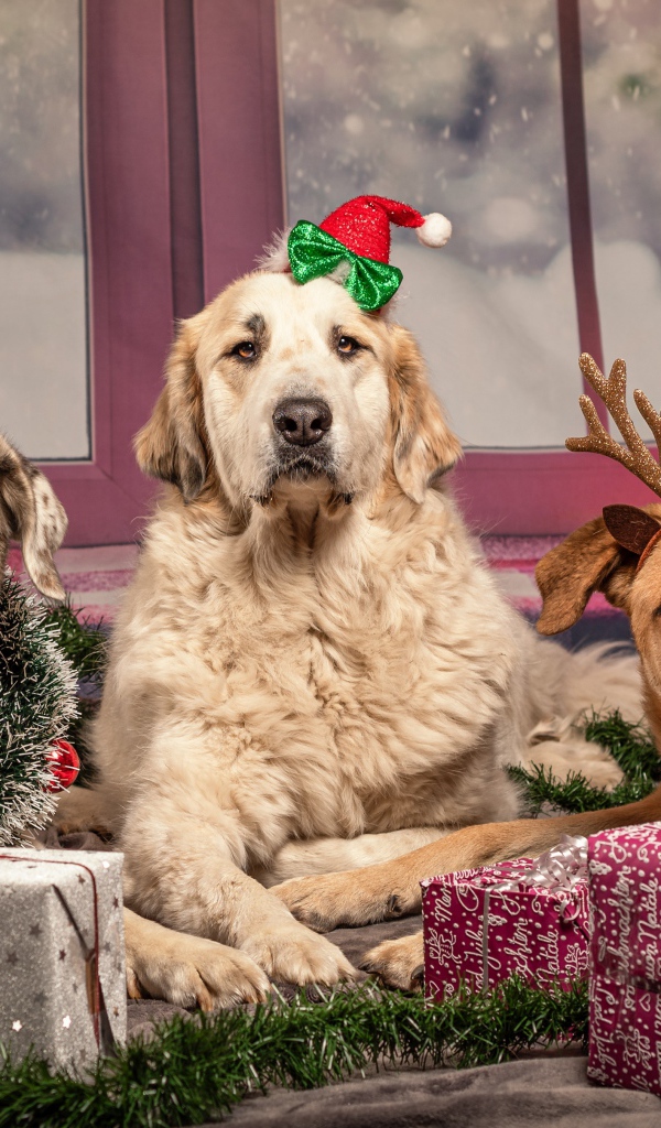 Три большие собаки с подарками на Рождество 