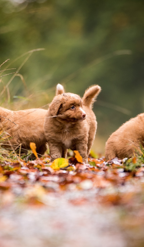 Три маленьких коричневых щенка идут по тропинке 