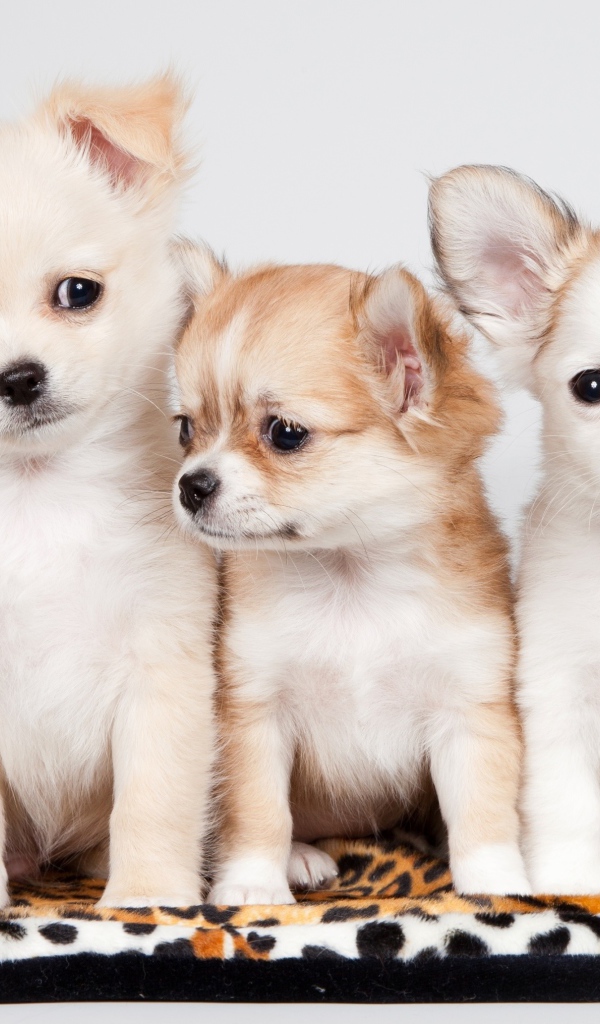 Три маленьких забавных щенка чихуахуа