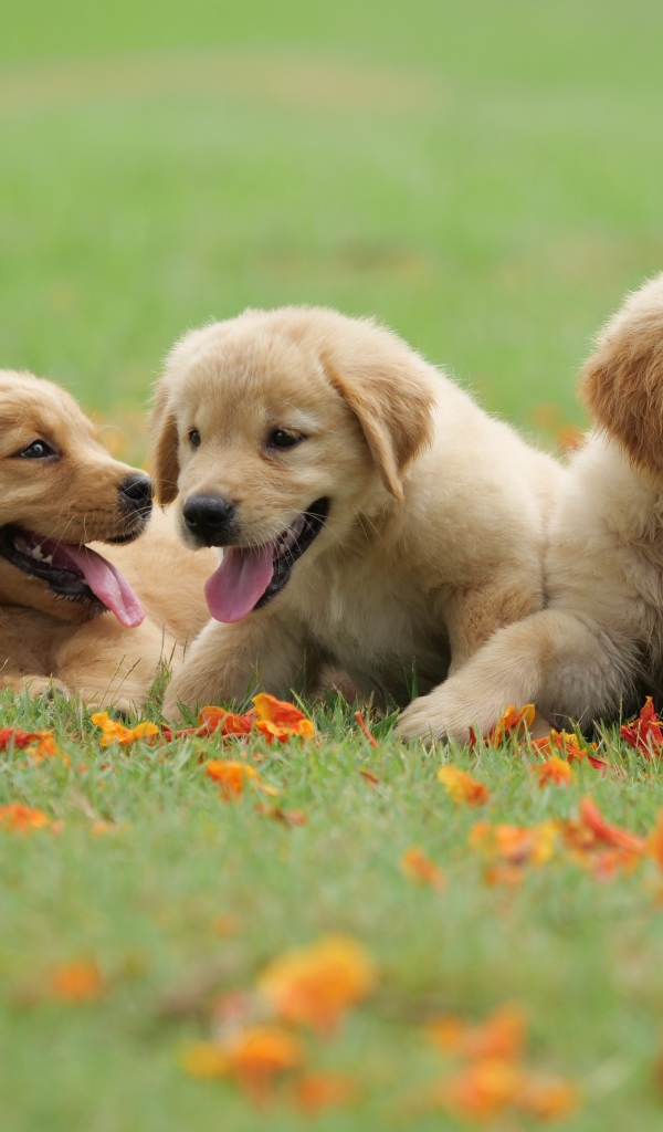 Три маленьких щенка золотистого ретривера на зеленой траве 