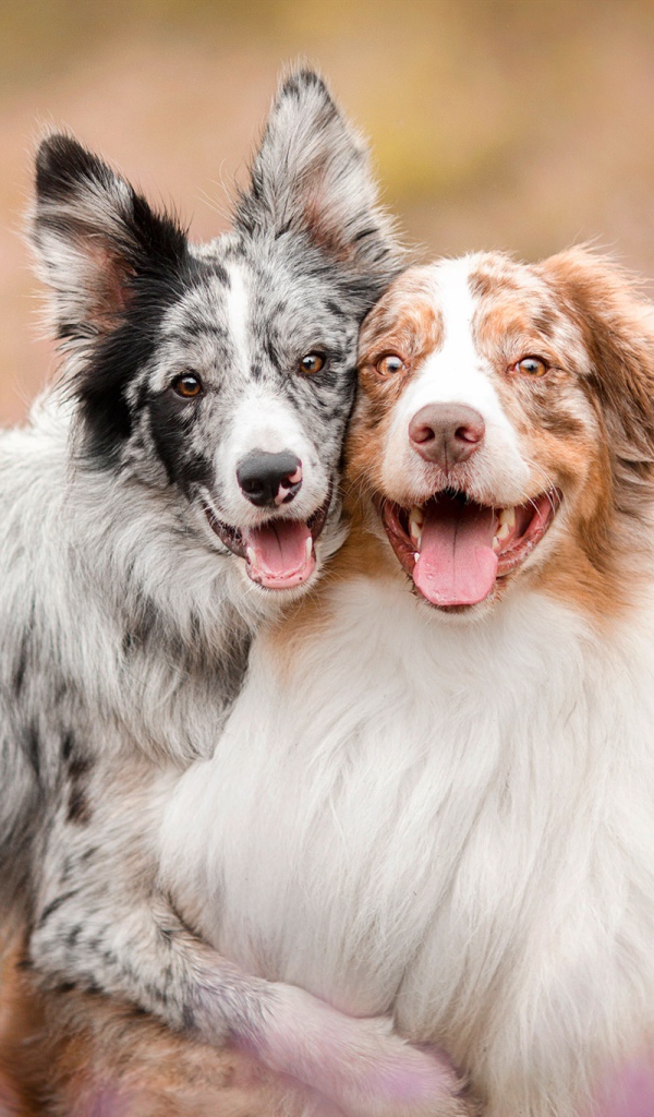 Две собаки породы австралийская овчарка с высунутым языком
