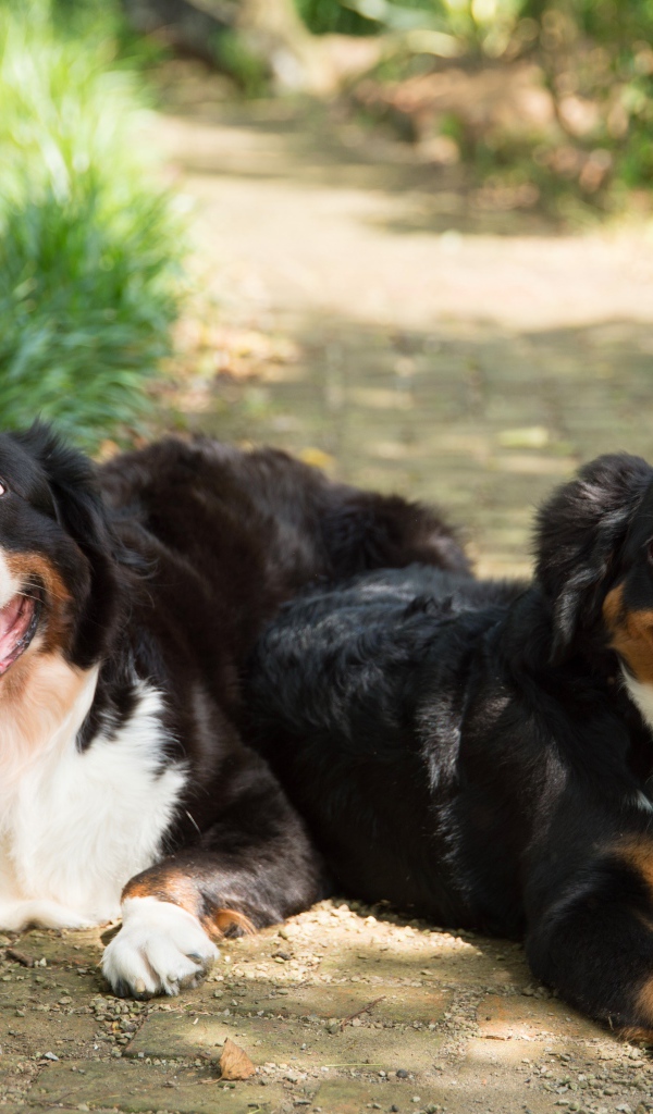 Две собаки породы Бернский зенненхунд с высунутым языком
