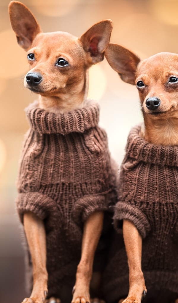 Две собаки породы чихуахуа в свитерах