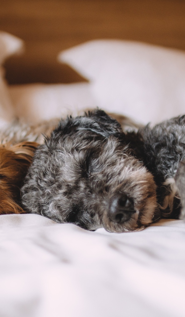 Две собаки спят на кровати 