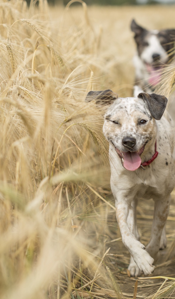 Two dogs with tongue sticking out running through a field of wheat