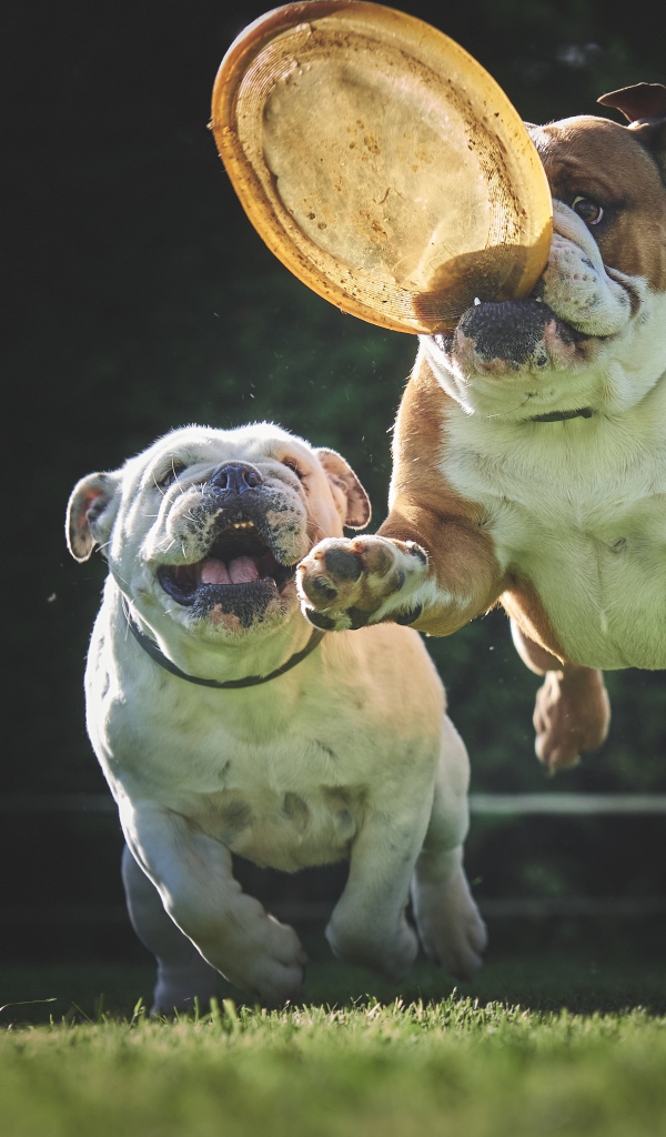 Два английских бульдога играют с летающей тарелкой 