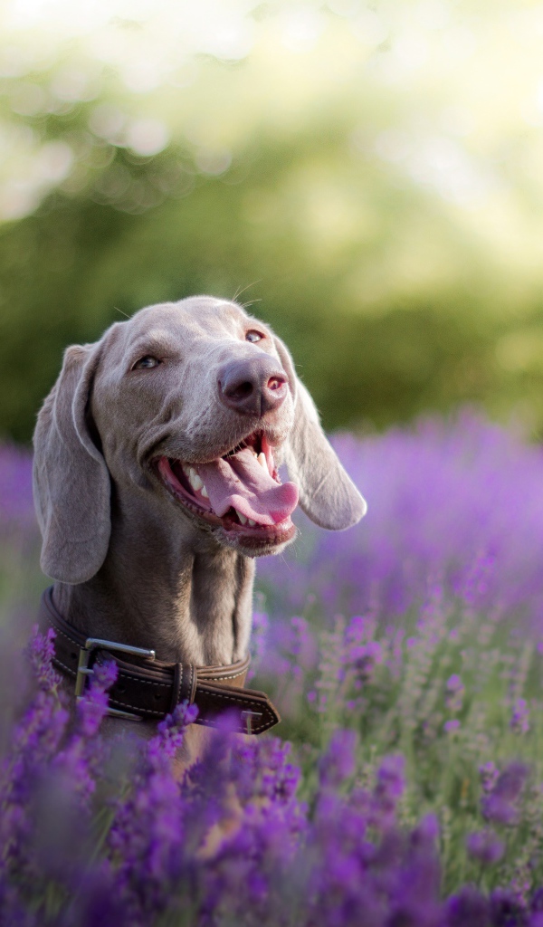 Собака породы Веймаранер с высунутым языком в цветах