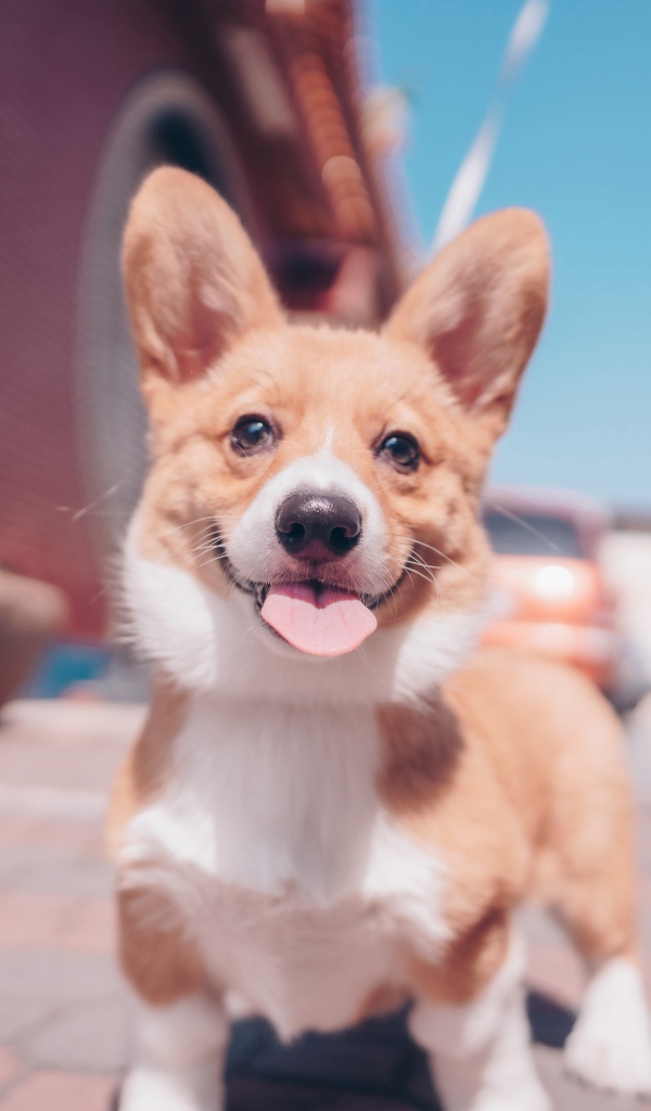 Смешной пес породы вельш-корги с высунутым языком