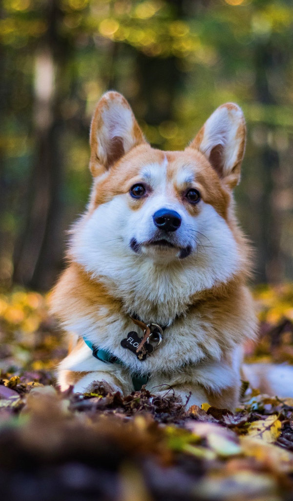 Собака породы вельш корги лежит на опавшей листве