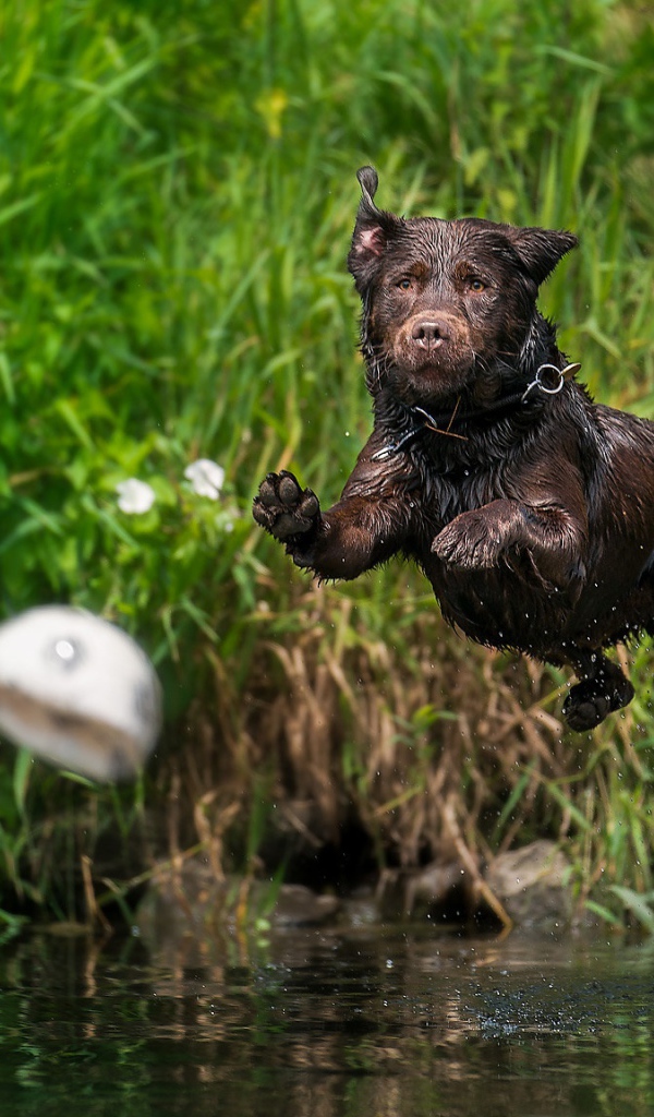 Мокрый лабрадор прыгает в воду за мячом