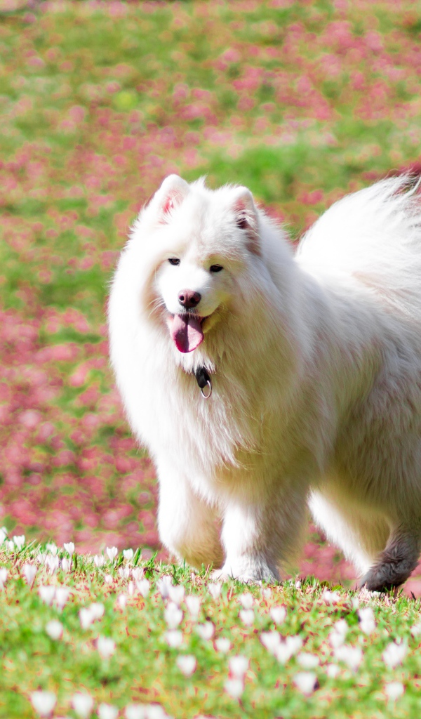 Белая самоедская собака с высунутым языком