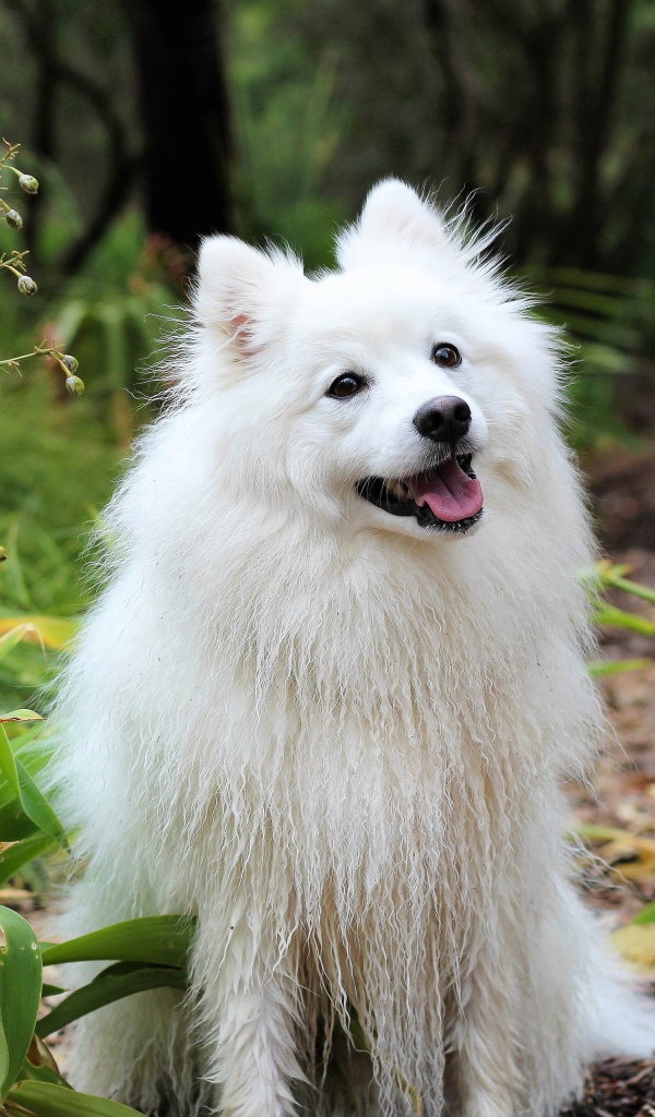 Белая собака породы шпиц с высунутым языком