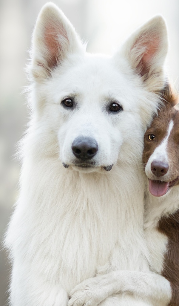 Белая швейцарская овчарка и бордер колли обнимаются 