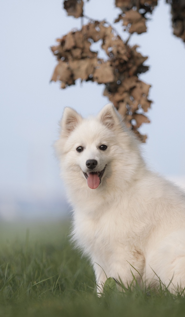 Белая собака породы японский шпиц сидит на траве