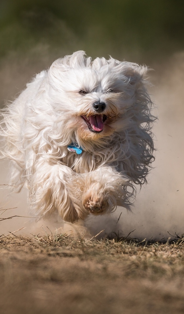 Белая пушистая собака бежит по дороге в пыли