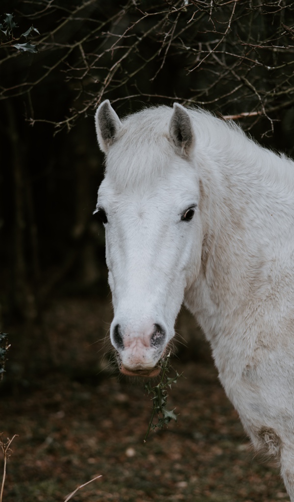 Белая лошадь пасется в лесу 