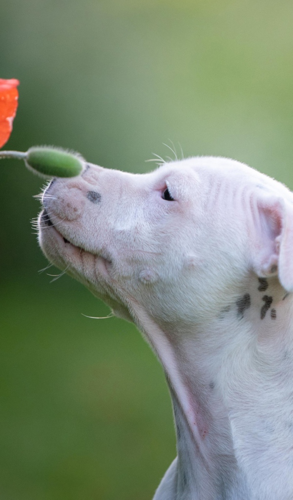 Белый породистый пес нюхает красный цветок мака