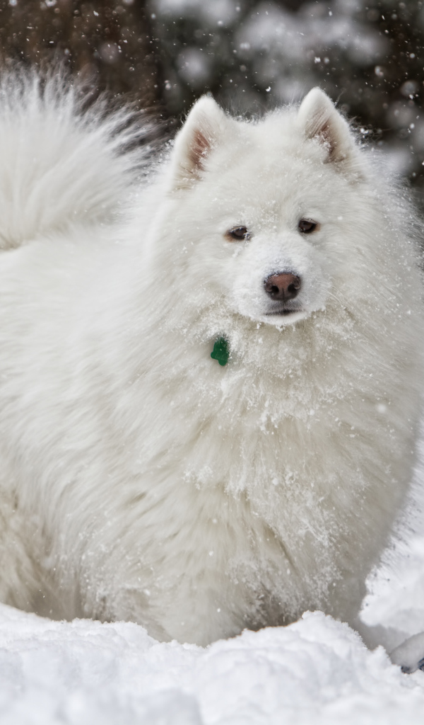 Белая самоедская собака играет на снегу