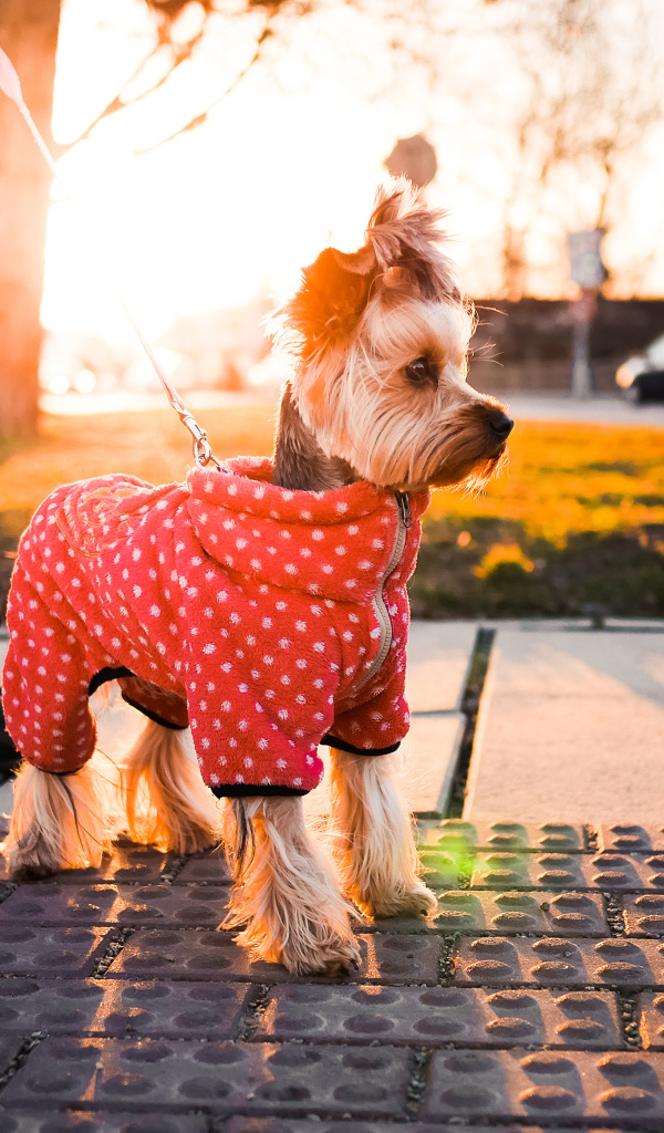 Йоркширский терьер в костюме на прогулке
