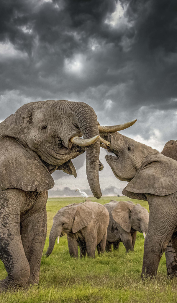 Стадо больших слонов под грозовым небом 