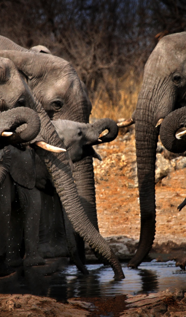 A herd of gray elephants at a watering hole