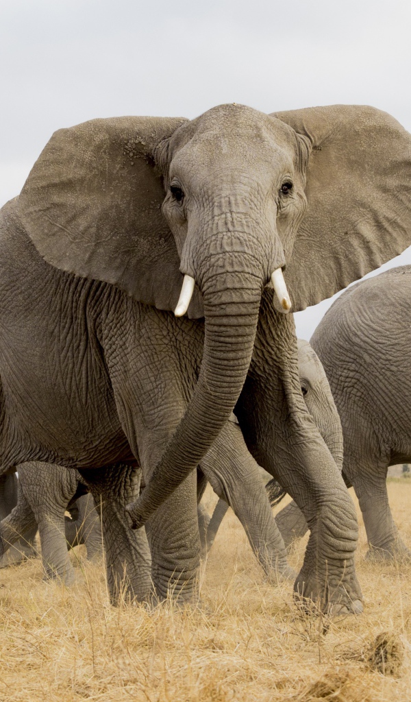 Стадо больших серых слонов в саванне
