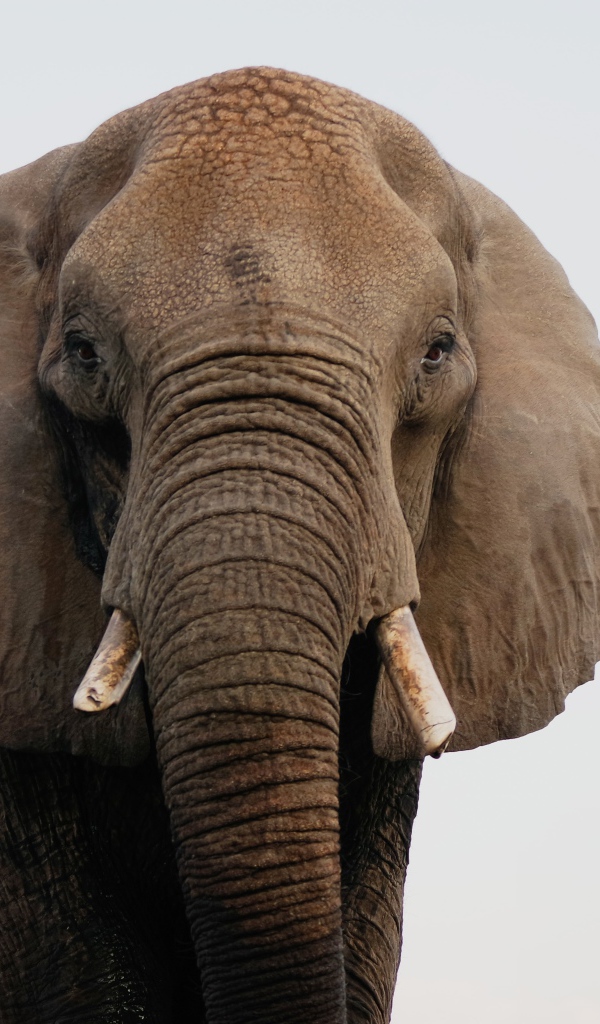 Большой индийский слон крупным планом