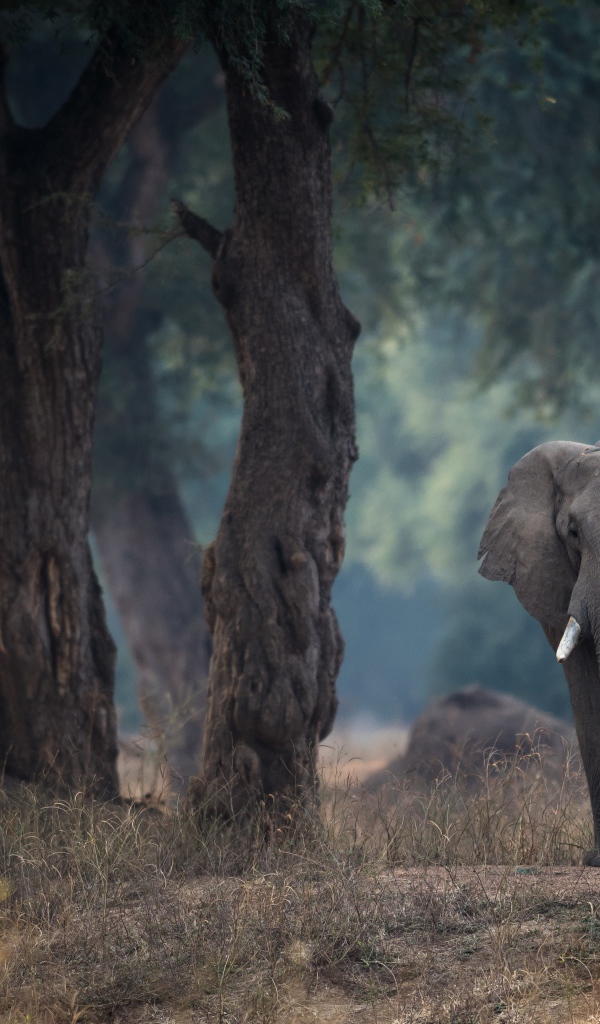 Большой серый слон идет у дерева