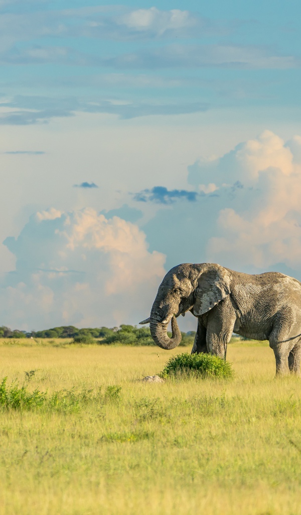 Большой серый слон идет по зеленой траве 