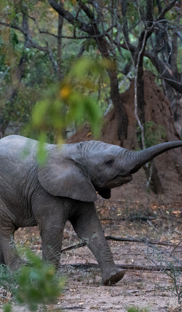 Маленький слоненок в лесу 