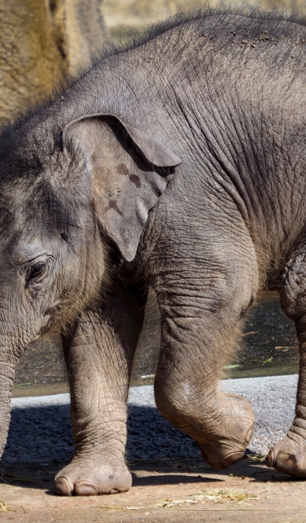 Маленький слоненок в зоопарке у воды