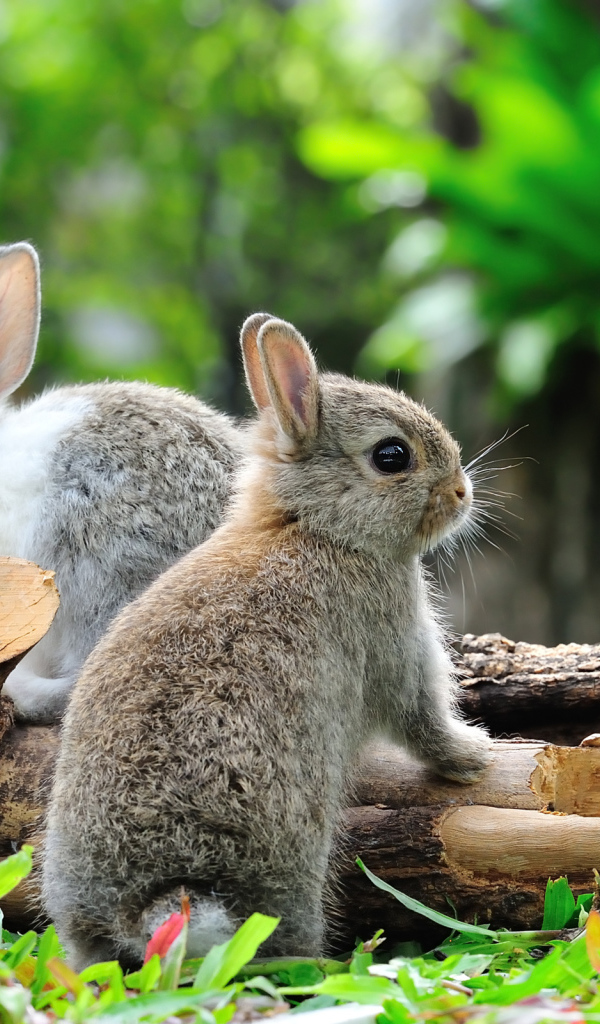 Два кролика в лесу у сухого дерева