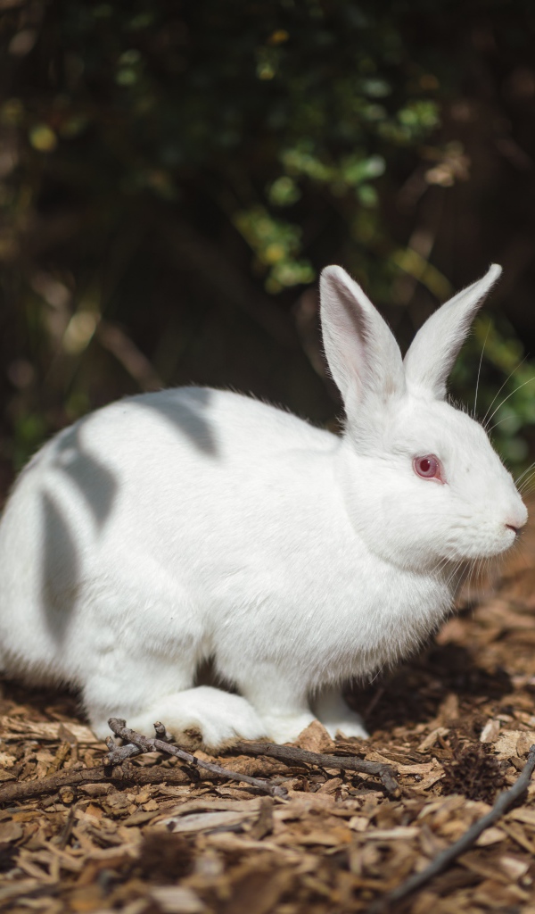 Белый кролик с красными глазами на земле