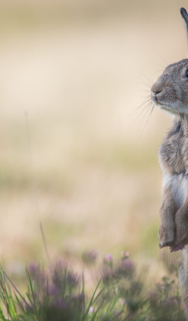 Wild forest hare stands on the grass