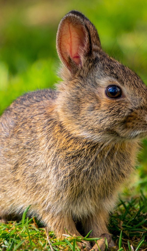 Дикий серый заяц на зеленой траве