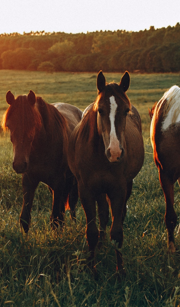 Стадо лошадей пасется на зеленой поляне на рассвете 