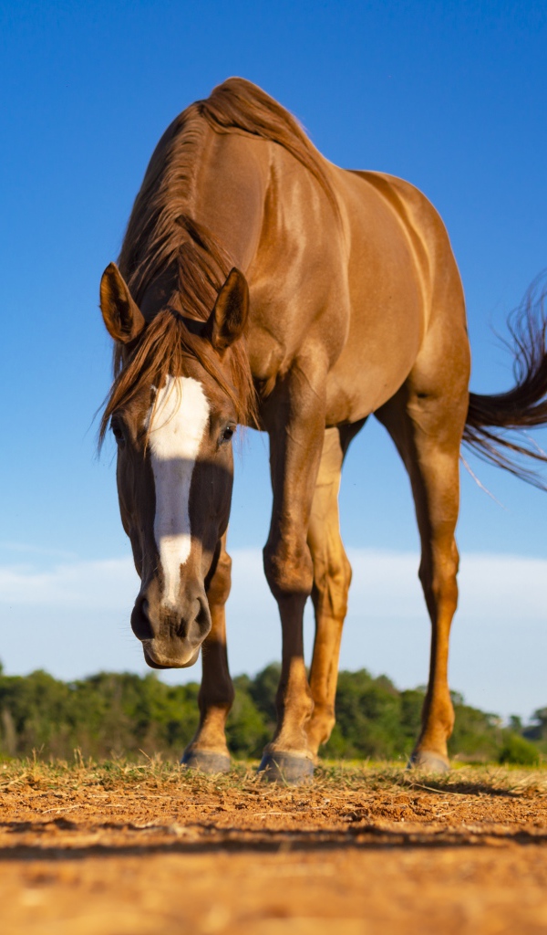 Красивая коричневая лошадь пасется 