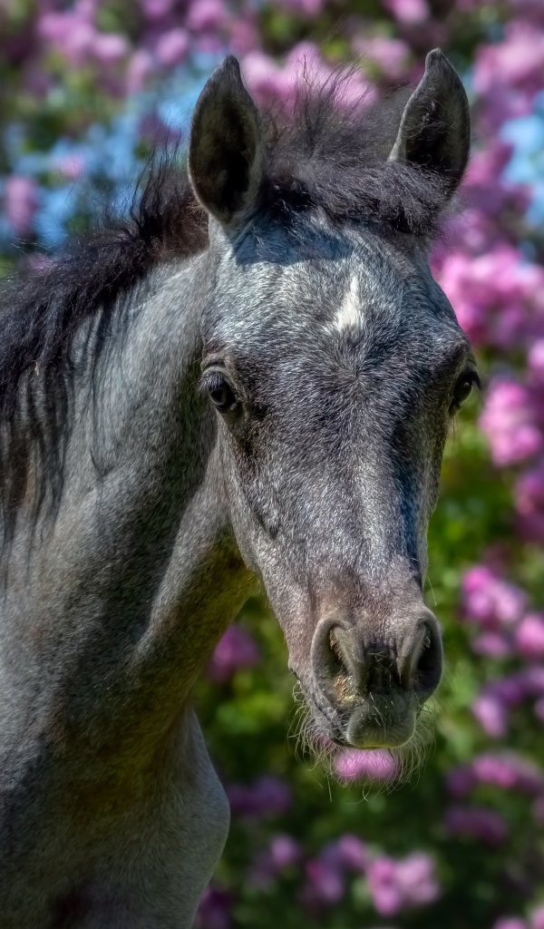 Красивая лошадь на фоне цветов крупным планом
