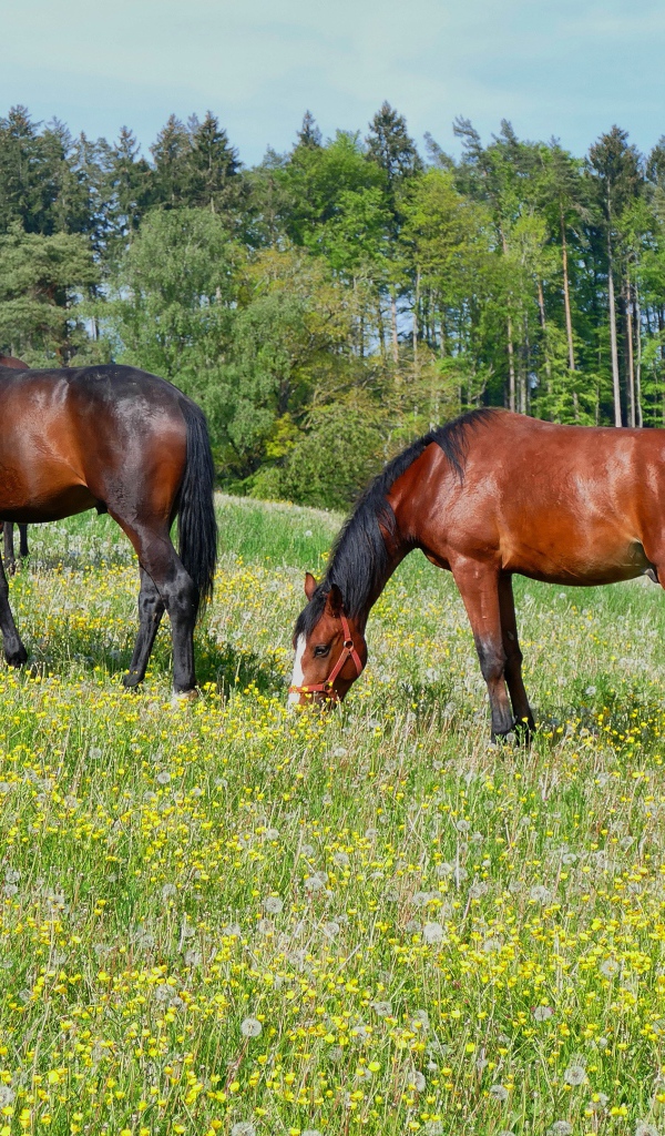 Красивые лошади пасутся по полю у леса