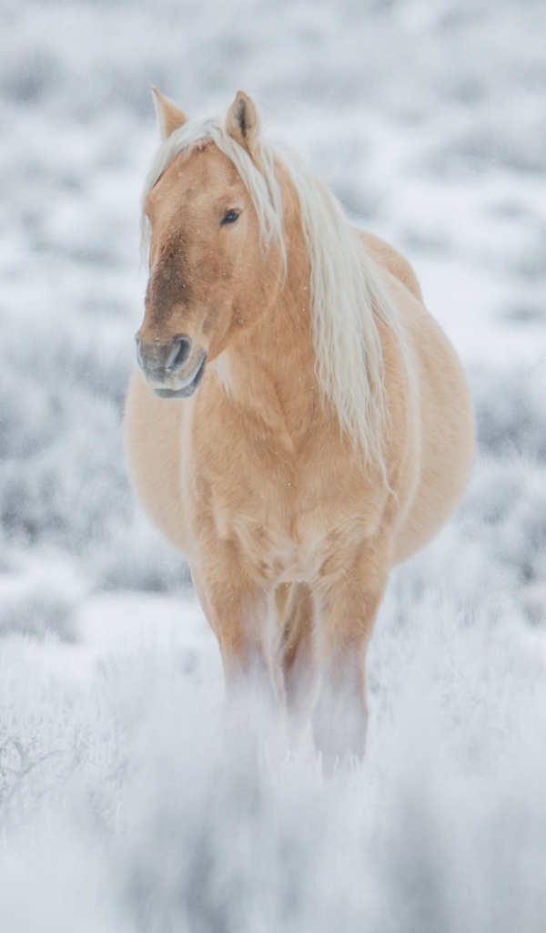 Большая коричневая лошадь идет по покрытой снегом траве