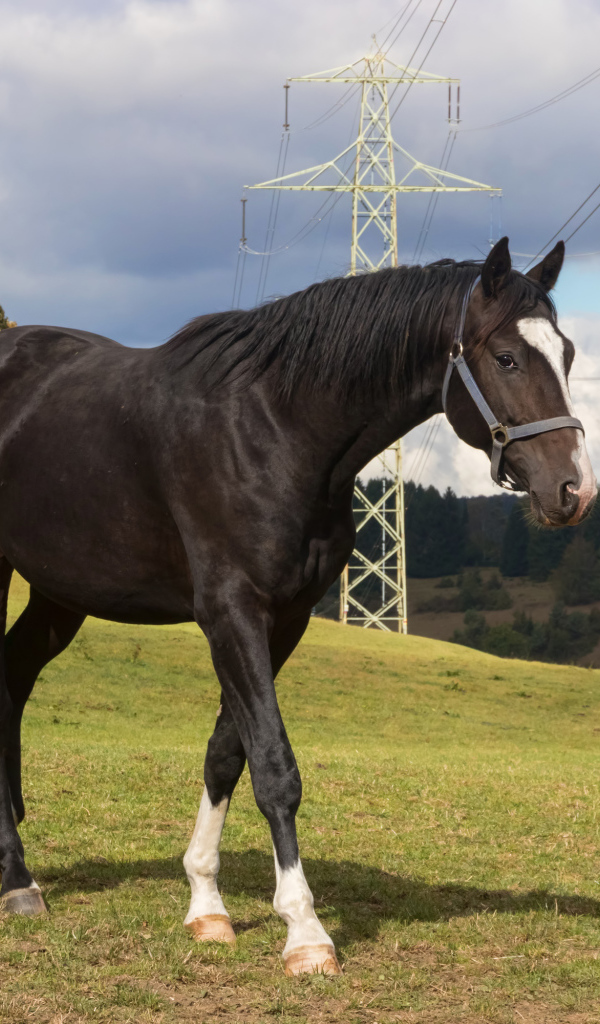 Черный конь идет по зеленой траве