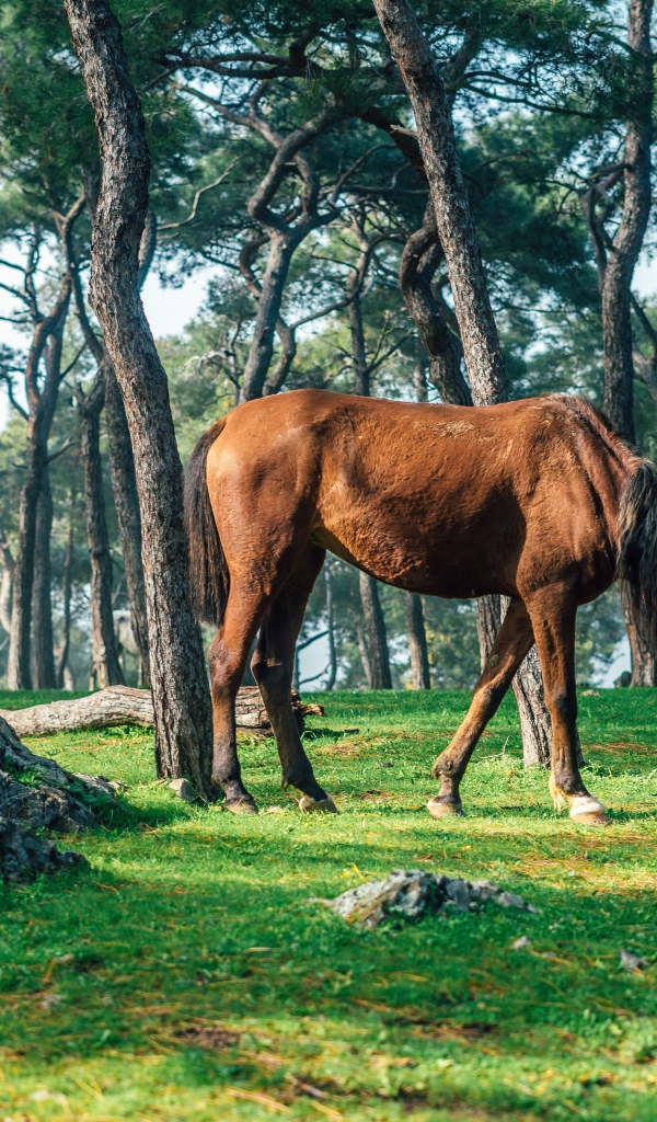 Коричневая лошадь пасется на зеленой траве в лесу