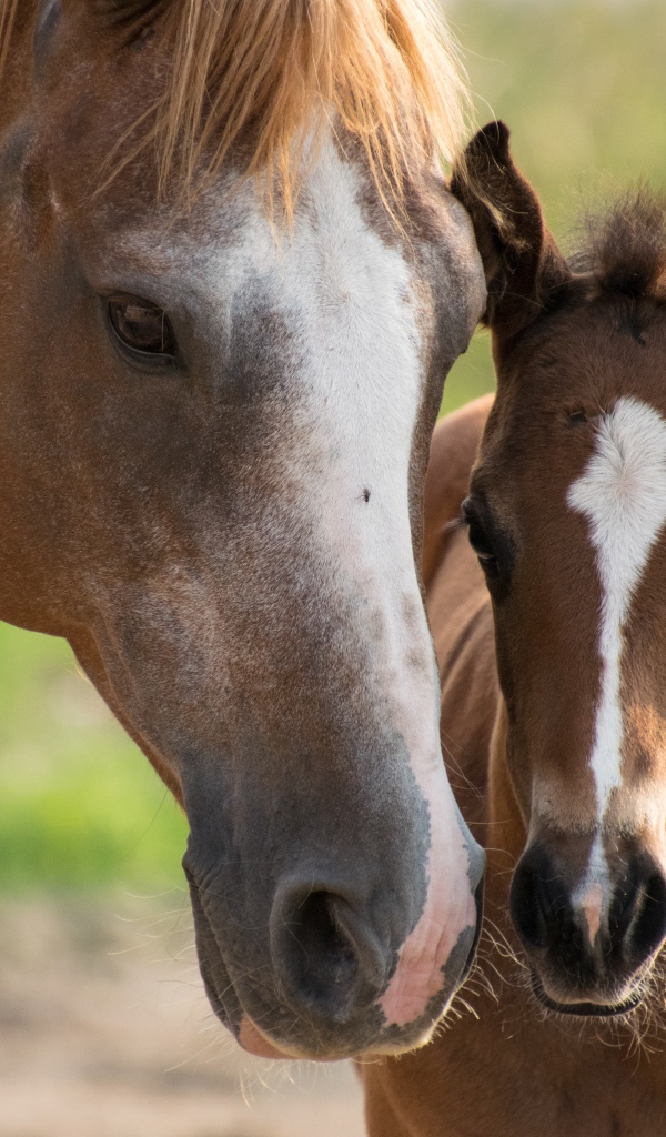 Коричневая лошадь с жеребенком 