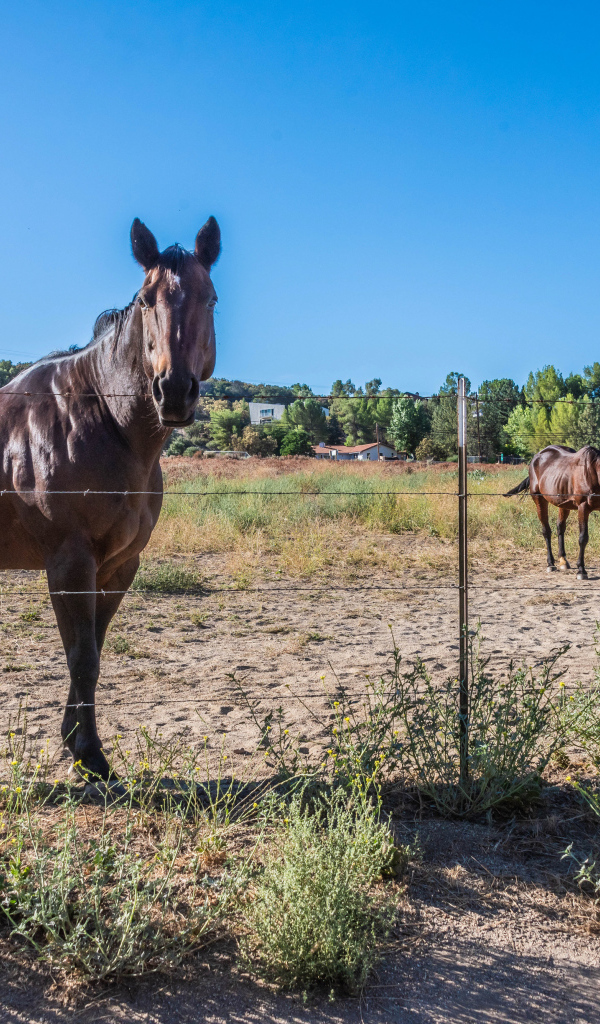 Коричневые лошади пасутся на ферме 