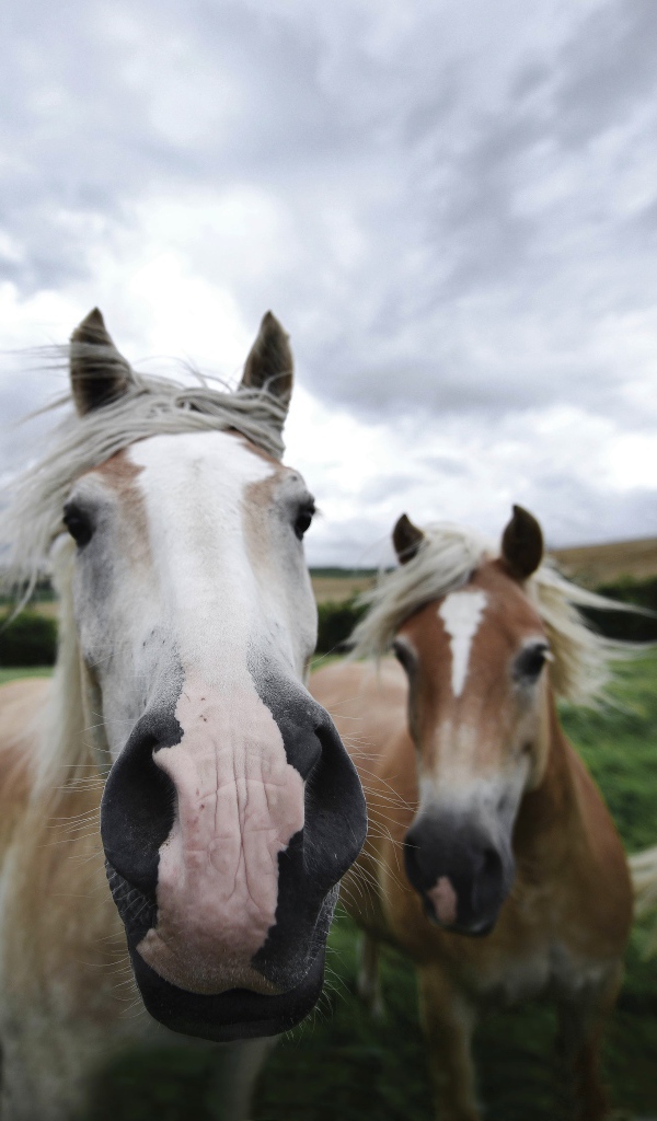 Четыре лошади позируют для фото 