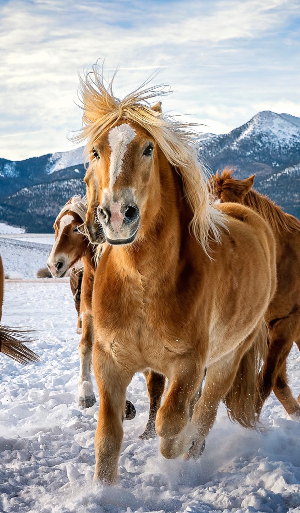 Стадо коричневых лошадей скачут по снегу в горах 