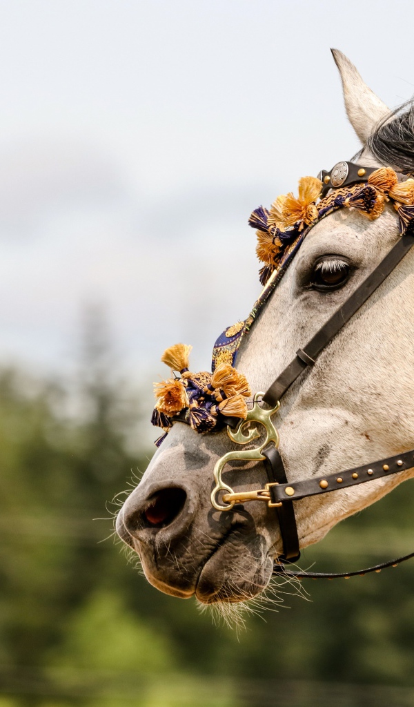 Лошадь с украшениями на лице 